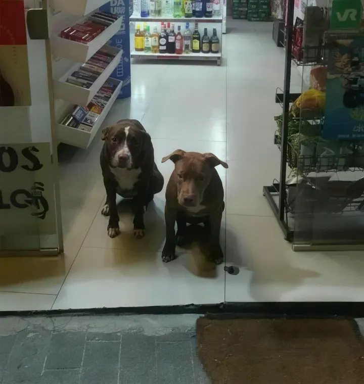 Os pit bulls Luke e Sky sentados na porta da Adega Maui